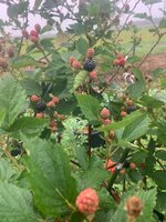 blackberries.jpg