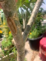 mantis egg case.jpg