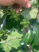 persimmon young.jpg
