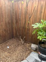 IMG_3665.jpeg