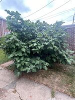 IMG_5525.jpeg