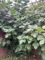 IMG_5527.jpeg