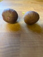 IMG_5530.jpeg