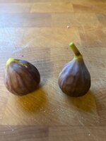 IMG_5529.jpeg