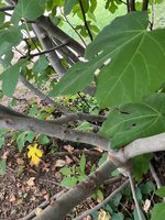 IMG_5526.jpeg