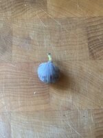 IMG_6352.jpeg