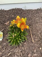 IMG_2419.jpeg