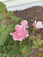 IMG_2420.jpeg