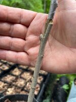 Pawpaw Graft1_05182025.jpg