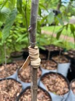Pawpaw Graft2_05182025.jpg