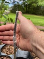 Pawpaw Graft3_05182025.jpg