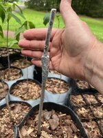 Pawpaw Graft4_05182025.jpg