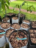 Pawpaw Graft5_JerrysBigGirl_05182025.jpg