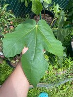 IMG_3123.jpeg