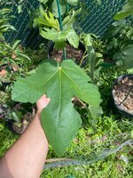 IMG_3124.jpeg