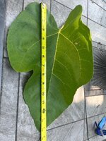 IMG_4681.jpeg