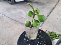 Caprifigs in water.jpg