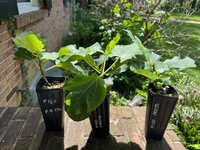 IMG_4598.jpeg IMG_4598.jpeg