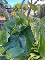IMG_4559.jpeg