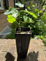 IMG_4599.jpeg IMG_4599.jpeg