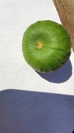 my fig  5_2_25.jpg