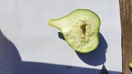 my fig inside 5_2_25.jpg