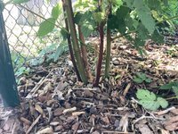 IMG_2490.jpeg