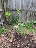 IMG_3615.jpeg