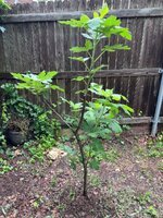 IMG_3873.jpeg