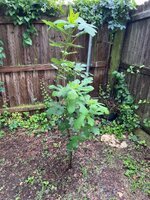 IMG_3874.jpeg