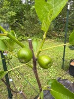 IMG_4695.jpeg