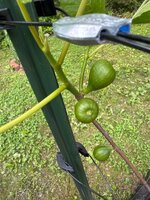 IMG_4696.jpeg