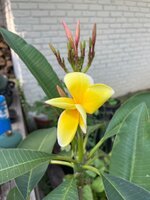 IMG_3910.jpeg