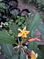 IMG_3921.jpeg