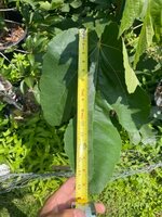 IMG_3312.jpeg