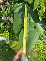 IMG_3313.jpeg