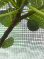 IMG_3204.jpeg