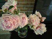IMG_4862.jpeg