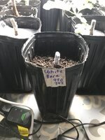 IMG_4066.jpeg
