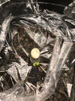 IMG_4196.jpeg IMG_4196.jpeg