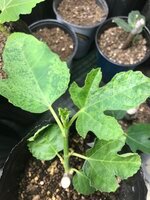 IMG_4296.jpeg