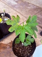 IMG_4580.jpeg