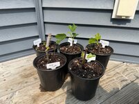 6-3 growing.jpg