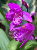 IMG_4432.jpeg