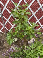 IMG_3575.jpeg