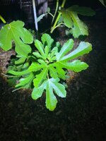 IMG_6215.jpeg