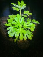 IMG_6216.jpeg