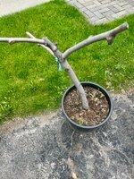 IMG_4395.jpeg