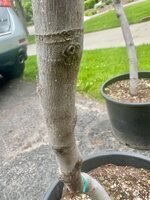 IMG_4397.jpeg