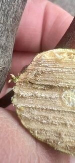 IMG_4401.jpeg